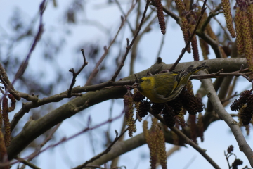 Wildlife Sightings for 24th January 2024